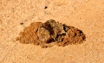 Termite Eating the Dung