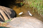Egrets at Water’s Edge