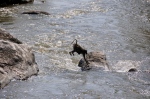 Baboon Crossing the River