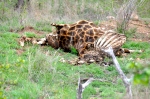 Giraffe Killed by a Lion