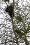 Community Bird Nest
