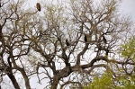 Batelleur Eagles and a Lone Vulture