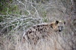 Shadowy Spotted Hyena