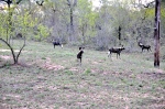 Wild Dogs on the Chase