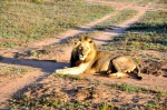 Male Lion – Sighting in Sabi Sands