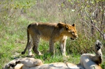 Lion Cub