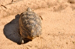 Leopard-shell Tortoise