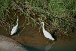 Pair of Egrets at Water’s Edge