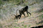 Mother Baboon with Baby in Tow
