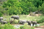 Elephants Crossing the River