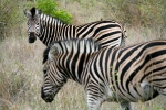 Zebras Grazing at Kruger