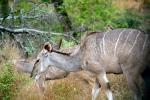 Kudu with Bird Picking Off Ticks