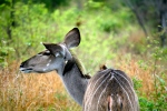 Kudu with Bird Picking Off Ticks