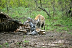 Spotted Hyene Eating a Rhino’s Carcass