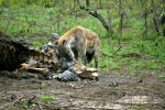 Spotted Hyena Eating a Rhino’s Carcass