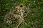 Leopard in the Bush
