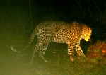 Leopard on the Hunt