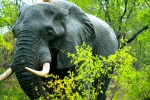 Bull Elephant