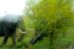 Bull Elephant Taking Down a Tree