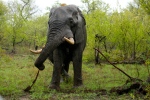 Bull Elephant Eating the Root of a Tree
