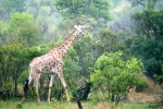 Giraffe in the Bush